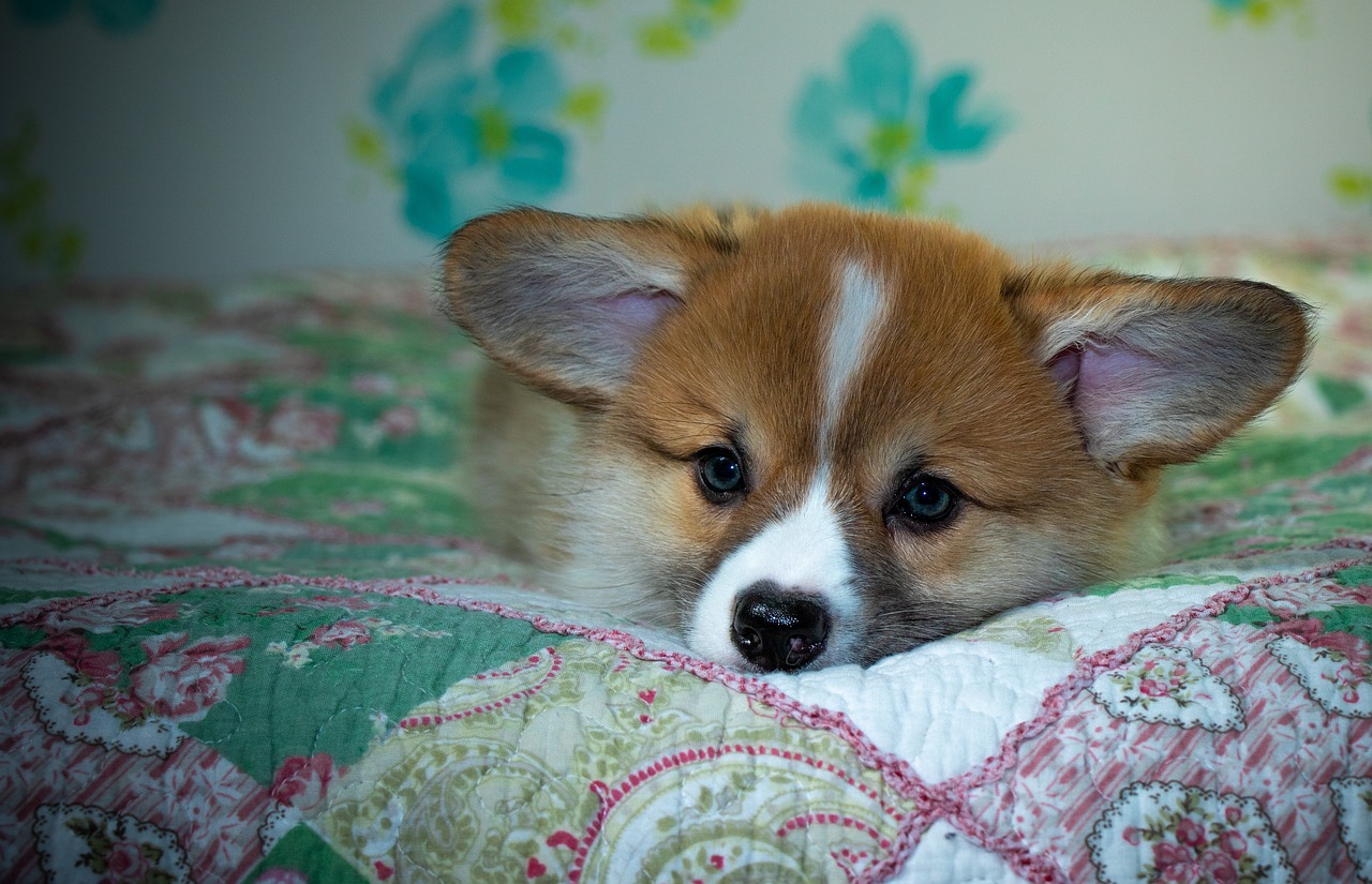 Gold365 ID: Transforming India's Digital Gold Landscape with Innovation and Trust