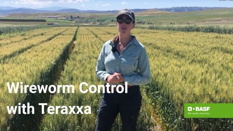 Reddy Anna ID: Unlocking Identity, Services, and Community Impact in Modern India